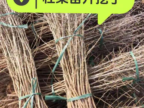 杜梨小苗 
